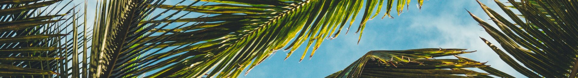 Raport: „Olej palmowy i jego oddziaływanie na środowisko”