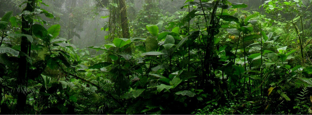 Image of green rain forest