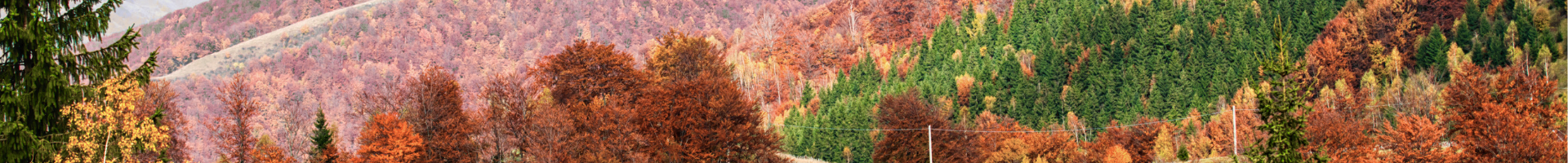 Zabierz głos w ochronie lasów! Petycja Hands Off Nature